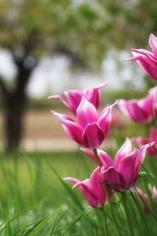 Обои природа, тюльпаны, боке, nature, tulips, bokeh разрешение 2048x1365 Загрузить