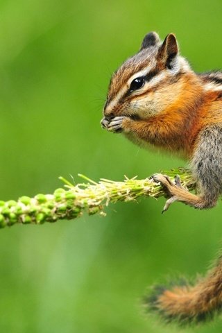 Обои ветка, фон, цветок, белка, бурундук, branch, background, flower, protein, chipmunk разрешение 1920x1080 Загрузить