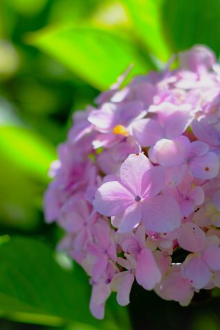 Обои макро, боке, соцветие, гортензия, macro, bokeh, inflorescence, hydrangea разрешение 2048x1365 Загрузить