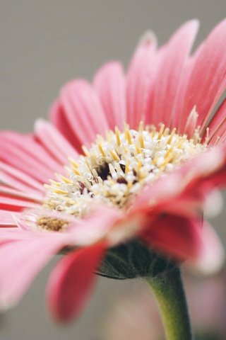 Обои лепестки, розовые, гербера, petals, pink, gerbera разрешение 3318x2212 Загрузить