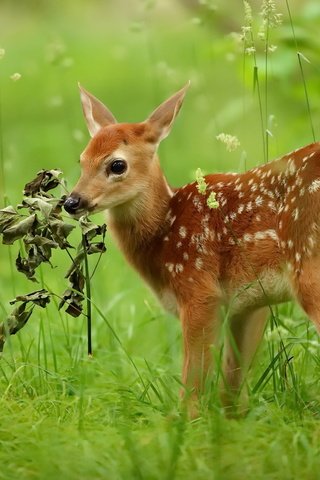 Обои природа, олень, лето, nature, deer, summer разрешение 2048x1365 Загрузить