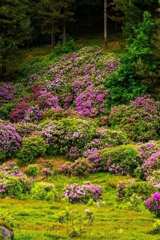 Обои цветы, деревья, цветение, камни, кустарники, flowers, trees, flowering, stones, shrubs разрешение 2000x1300 Загрузить