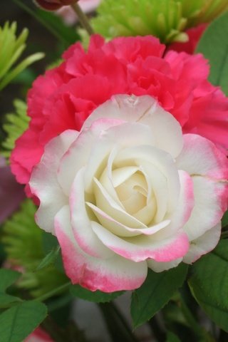 Обои роза, белая, rose, white разрешение 3296x2472 Загрузить