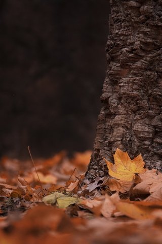 Обои дерево, листья, осень, tree, leaves, autumn разрешение 1920x1195 Загрузить