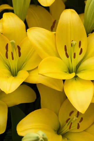 Обои лепестки, лилии, желтые, petals, lily, yellow разрешение 2048x1463 Загрузить