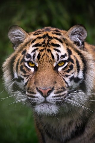 Обои тигр, взгляд, окрас, tiger, look, color разрешение 2400x1350 Загрузить