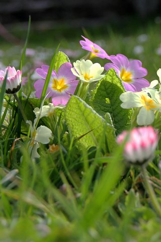 Обои цветы, трава, размытость, примула, маргаритки, flowers, grass, blur, primula, daisy разрешение 1920x1200 Загрузить