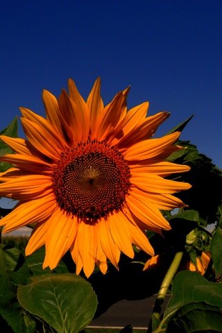 Обои небо, цветок, подсолнух, подсолнечник, the sky, flower, sunflower разрешение 4561x3416 Загрузить