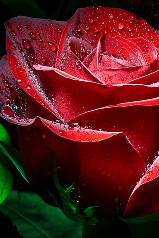 Обои листья, цветок, капли, роза, красная, leaves, flower, drops, rose, red разрешение 1920x1200 Загрузить