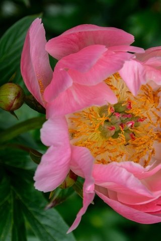 Обои макро, розовый, пион, macro, pink, peony разрешение 3000x2002 Загрузить