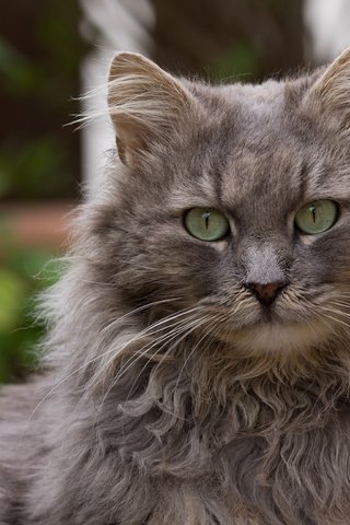 Обои глаза, кот, кошка, взгляд, пушистый, серый, eyes, cat, look, fluffy, grey разрешение 2048x1536 Загрузить
