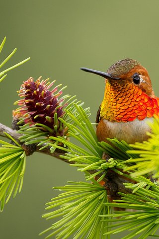 Обои ветка, птица, колибри, branch, bird, hummingbird разрешение 2048x1367 Загрузить