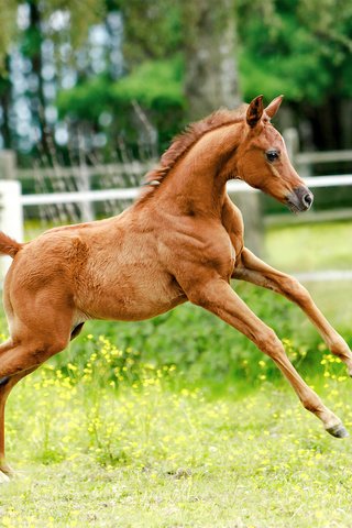 Обои цветы, лошадь, трава, природа, забор, жеребенок, flowers, horse, grass, nature, the fence, foal разрешение 2250x1500 Загрузить