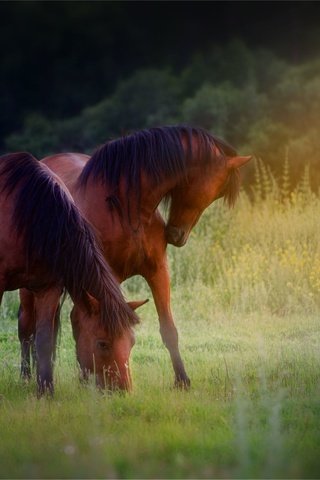 Обои лучи, лошади, коричневые, пасутся, на лугу, rays, horse, brown, grazing, in the meadow разрешение 2000x1333 Загрузить