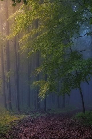 Обои деревья, природа, лес, туман, trees, nature, forest, fog разрешение 1920x1080 Загрузить