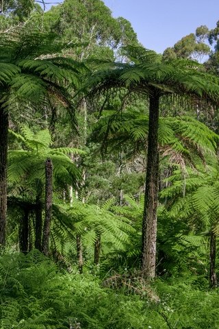 Обои трава, деревья, лес, пальмы, австралия, джунгли, dandenongs, grass, trees, forest, palm trees, australia, jungle разрешение 2880x1920 Загрузить