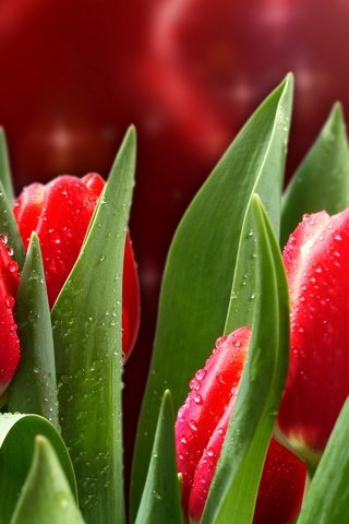 Обои цветы, капли, красные, весна, тюльпаны, flowers, drops, red, spring, tulips разрешение 2560x1920 Загрузить