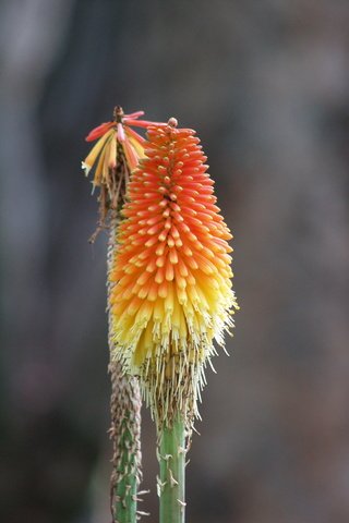 Обои цветок, африка, лилия, факель, книфофия, flower, africa, lily, fakel, kniphofia разрешение 3264x2448 Загрузить