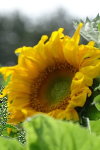 Обои солнце, желтый, подсолнух, the sun, yellow, sunflower разрешение 2880x2160 Загрузить