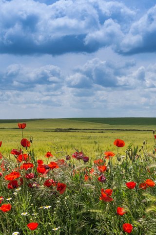 Обои цветы, облака, поле, маки, испания, вальядолид, flowers, clouds, field, maki, spain, valladolid разрешение 4565x3299 Загрузить