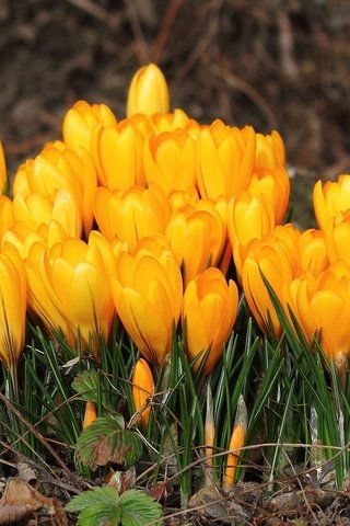 Обои цветы, лепестки, весна, желтые, крокусы, flowers, petals, spring, yellow, crocuses разрешение 2048x1337 Загрузить