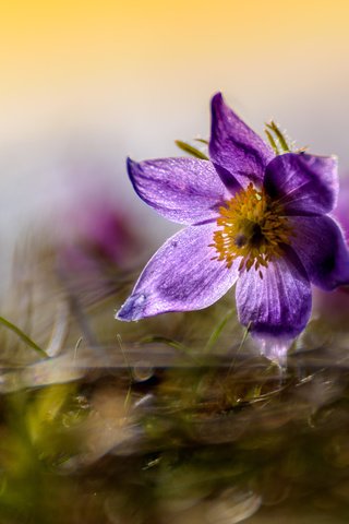 Обои цветы, природа, фон, сон-трава, flowers, nature, background, sleep-grass разрешение 5019x3426 Загрузить