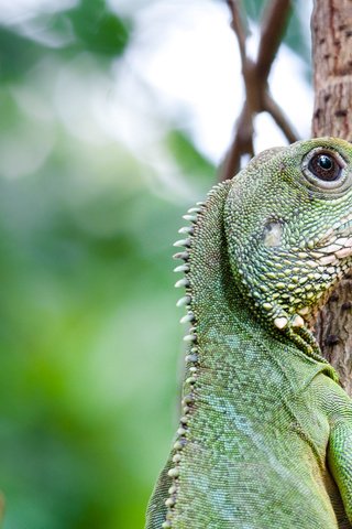 Обои дерево, взгляд, ящерица, профиль, зеленая, рептилия, игуана, tree, look, lizard, profile, green, reptile, iguana разрешение 2048x1360 Загрузить