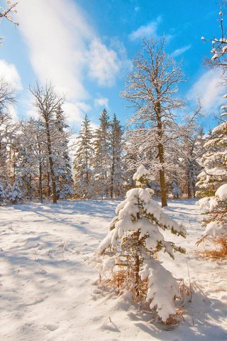 Обои деревья, снег, лес, зима, trees, snow, forest, winter разрешение 2048x1360 Загрузить