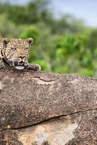 Обои природа, леопард, зверь, nature, leopard, beast разрешение 2560x1701 Загрузить