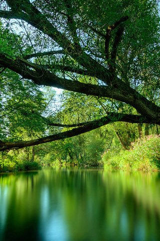 Обои река, дерево, зелень, лето, river, tree, greens, summer разрешение 1920x1080 Загрузить