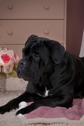 Обои цветы, розы, черный, собака, щенок, кане-корсо, flowers, roses, black, dog, puppy, cane corso разрешение 3000x1923 Загрузить