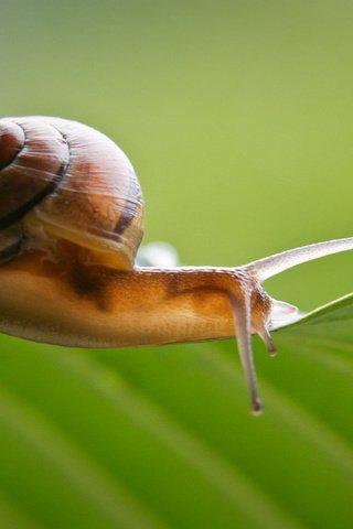 Обои фон, лист, усики, улитка, раковина, брюхоногий моллюск, background, sheet, antennae, snail, sink разрешение 3504x2254 Загрузить