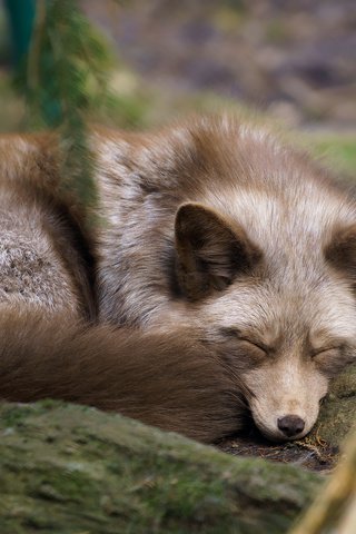 Обои природа, фон, сон, лиса, лисица, хвост, nature, background, sleep, fox, tail разрешение 2048x1365 Загрузить