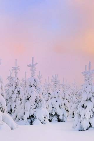 Обои снег, зима, северное сияние, сосны, сугробы, snow, winter, northern lights, pine, the snow разрешение 1920x1200 Загрузить