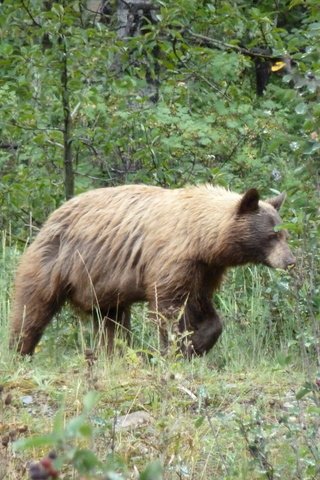 Обои канада, альберта, гризли, провинция альберта, grizzly bear, waterton national park, медведь., уотертон, национальный парк уотертон, canada, albert, grizzly, alberta, bear., waterton, national park waterton разрешение 4000x3000 Загрузить