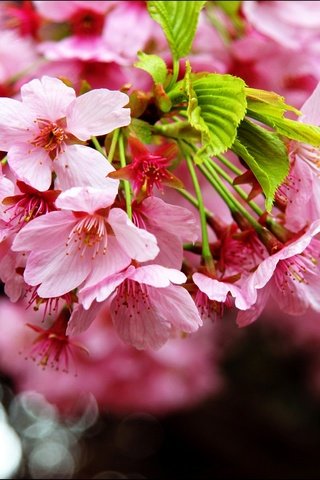 Обои цветение, макро, весна, сакура, blossom, весенние, flowering trees, flowering, macro, spring, sakura разрешение 2880x1828 Загрузить