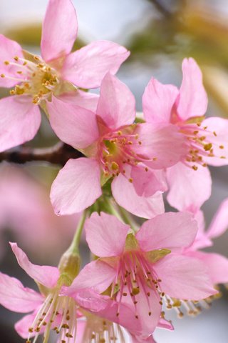 Обои цветение, весна, сакура, blossom, весенние, flowering trees, flowering, spring, sakura разрешение 3264x2262 Загрузить