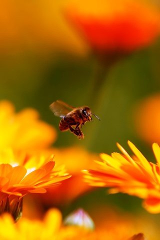 Обои цветы, макро, насекомое, пчела, красивые, flowers, macro, insect, bee, beautiful разрешение 1920x1200 Загрузить