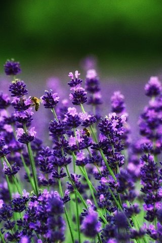 Обои цветы, поле, лаванда, пчелы, flowers, field, lavender, bees разрешение 3008x2000 Загрузить