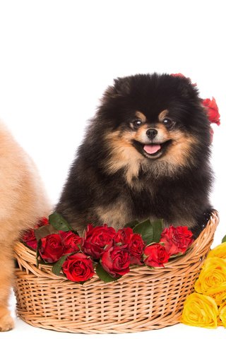 Обои цветы, розы, взгляд, пушистые, корзина, песики, шпиц, flowers, roses, look, fluffy, basket, dogs, spitz разрешение 4500x3000 Загрузить