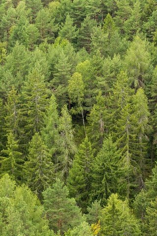 Обои деревья, лес, сосны, много, сосна, хвойный лес, trees, forest, pine, a lot, coniferous forest разрешение 2880x1920 Загрузить