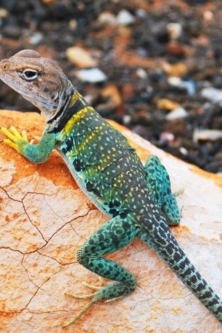 Обои камни, ящерица, геккон, игуана, ошейниковая игуана, stones, lizard, gecko, iguana разрешение 2560x1440 Загрузить