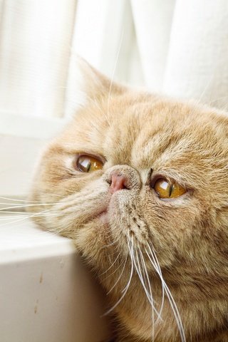 Обои кот, окно, ожидание, рыжий кот, экзот, экзотическая короткошёрстная кошка, cat, window, waiting, red cat, exotic, exotic shorthair разрешение 4203x2802 Загрузить