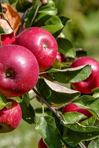 Обои ветка, листья, фрукты, яблоки, плоды, branch, leaves, fruit, apples разрешение 2048x1344 Загрузить