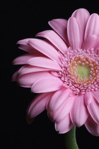 Обои макро, розовая, гербера, пинк, macro, pink, gerbera разрешение 4752x3168 Загрузить