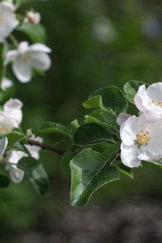 Обои ветка, весна, яблоня, branch, spring, apple разрешение 2400x1599 Загрузить