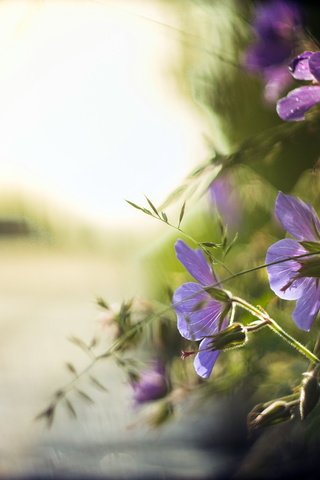 Обои цветы, природа, фон, flowers, nature, background разрешение 4448x2965 Загрузить