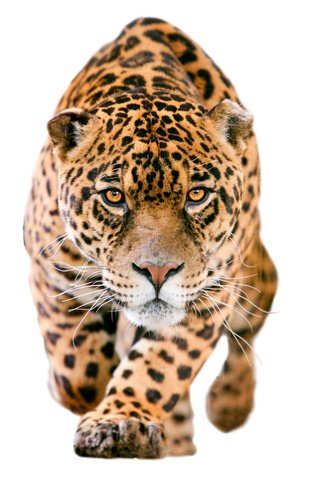 Обои морда, взгляд, хищник, ягуар, белый фон, размытие, пятнистый, крадётся, face, look, predator, jaguar, white background, blur, spotted, sneaks разрешение 5000x4000 Загрузить