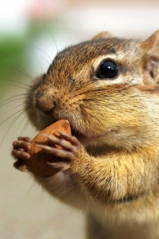 Обои орех, бурундук, ест, walnut, chipmunk, eating разрешение 1920x1200 Загрузить