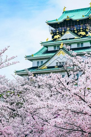 Обои замок, пагода, япония, сакура, castle, pagoda, japan, sakura разрешение 2048x1365 Загрузить